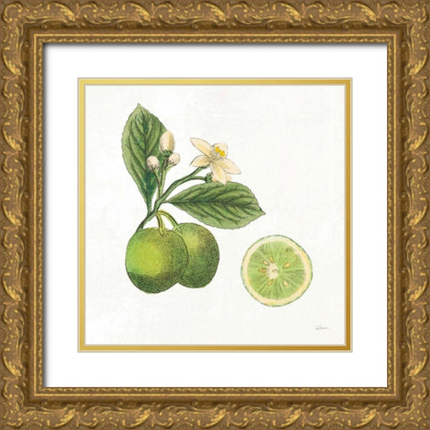 Classic Citrus III Gold Ornate Wood Framed Art Print with Double Matting by Schlabach, Sue