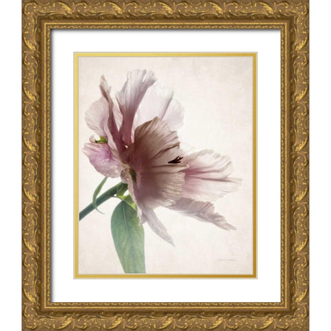 Translucent Peony II Gold Ornate Wood Framed Art Print with Double Matting by Van Swearingen, Debra