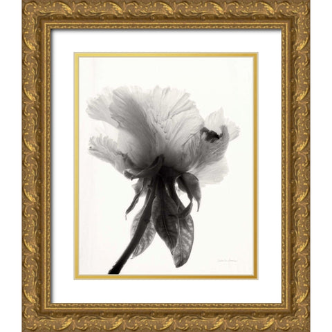 Translucent Peony VIIBW Gold Ornate Wood Framed Art Print with Double Matting by Van Swearingen, Debra