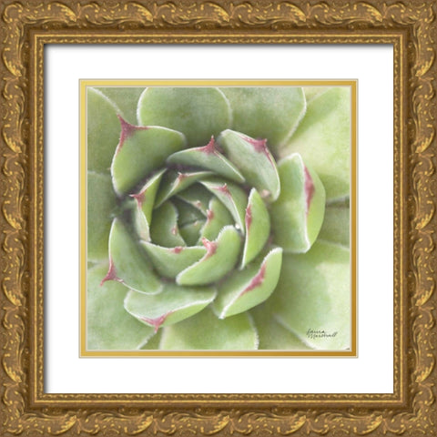 Garden Succulents II Color Gold Ornate Wood Framed Art Print with Double Matting by Marshall, Laura