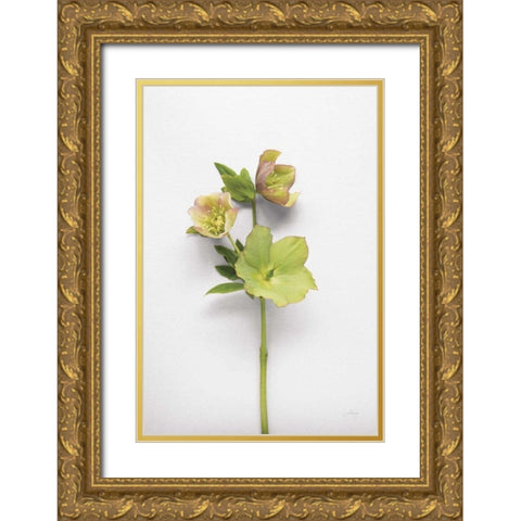 Hellebore Study I Gold Ornate Wood Framed Art Print with Double Matting by Bradley, Felicity