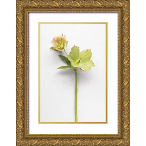 Hellebore Study II Gold Ornate Wood Framed Art Print with Double Matting by Bradley, Felicity