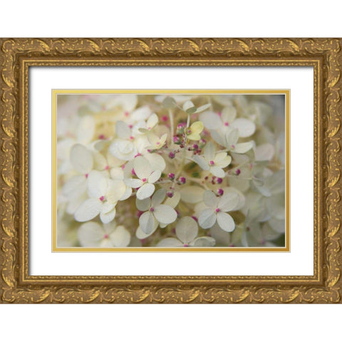 Hydrangea Delight II Gold Ornate Wood Framed Art Print with Double Matting by Bradley, Felicity