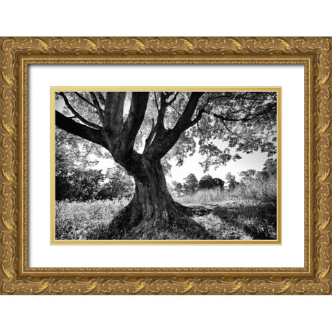 Longwood Tree Gold Ornate Wood Framed Art Print with Double Matting by Aledanda