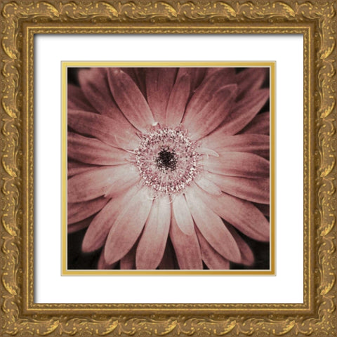 Gerbera Gold Ornate Wood Framed Art Print with Double Matting by Aledanda