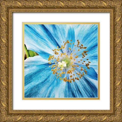Clematis Gold Ornate Wood Framed Art Print with Double Matting by Aledanda