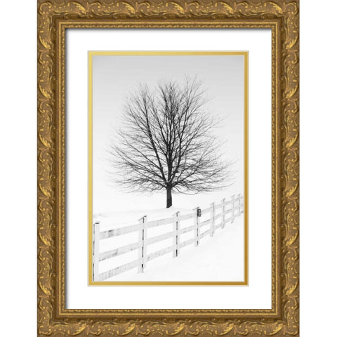 Along the Lane III Gold Ornate Wood Framed Art Print with Double Matting by Aledanda