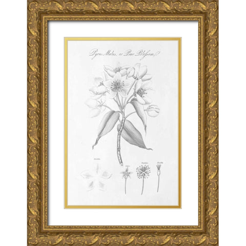 Botany Book VIII Gold Ornate Wood Framed Art Print with Double Matting by Wild Apple Portfolio