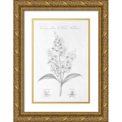 Botany Book XI Gold Ornate Wood Framed Art Print with Double Matting by Wild Apple Portfolio