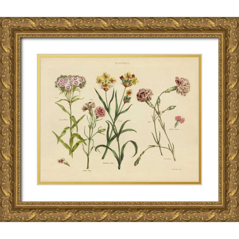 Herbal Botanical VIII Gold Ornate Wood Framed Art Print with Double Matting by Wild Apple Portfolio