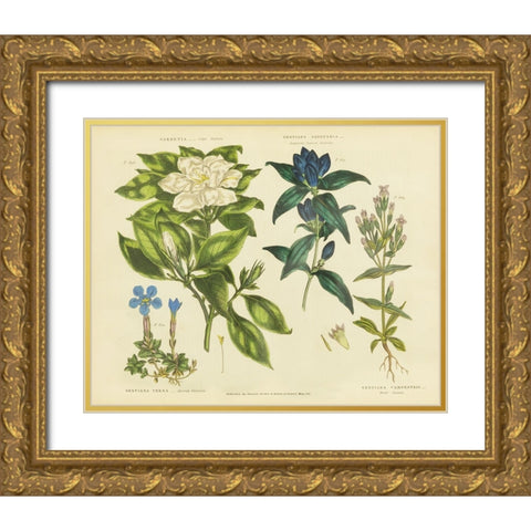 Herbal Botanical IX Gold Ornate Wood Framed Art Print with Double Matting by Wild Apple Portfolio