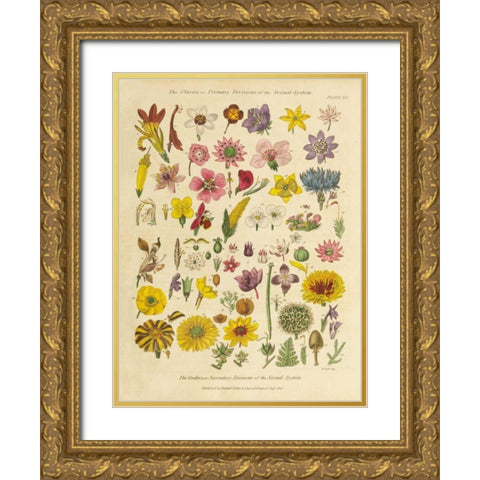Herbal Botanical XI Gold Ornate Wood Framed Art Print with Double Matting by Wild Apple Portfolio