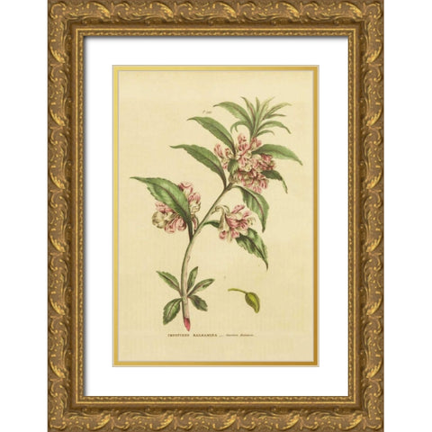 Herbal Botanical XXVI Gold Ornate Wood Framed Art Print with Double Matting by Wild Apple Portfolio