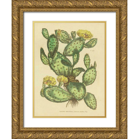 Herbal Botanical XXIX Gold Ornate Wood Framed Art Print with Double Matting by Wild Apple Portfolio