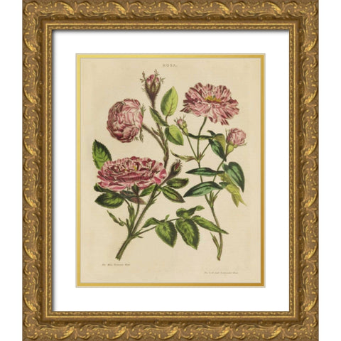 Herbal Botany XVIII v2 Crop Gold Ornate Wood Framed Art Print with Double Matting by Wild Apple Portfolio