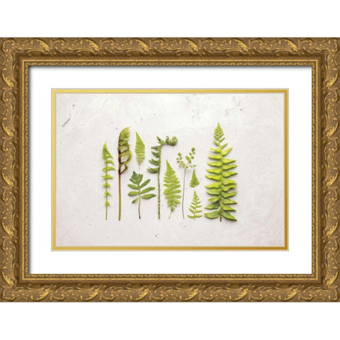 Flat Lay Ferns I Gold Ornate Wood Framed Art Print with Double Matting by Bradley, Felicity