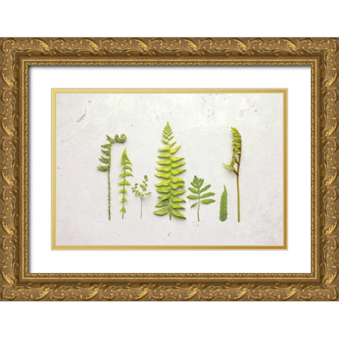 Flat Lay Ferns II Gold Ornate Wood Framed Art Print with Double Matting by Bradley, Felicity