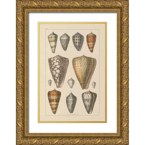 Shell Assorment II Gold Ornate Wood Framed Art Print with Double Matting by Wild Apple Portfolio