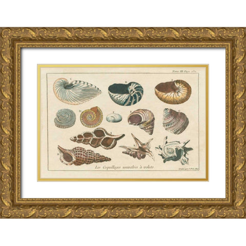 Shell Etchings I Gold Ornate Wood Framed Art Print with Double Matting by Wild Apple Portfolio