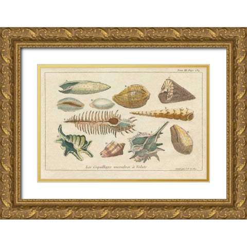 Shell Etchings II Gold Ornate Wood Framed Art Print with Double Matting by Wild Apple Portfolio