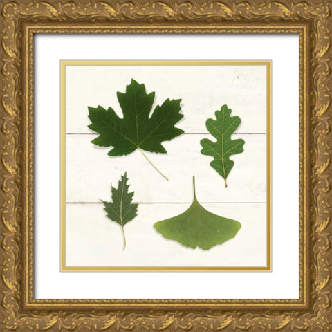 Leaf Chart II Shiplap Gold Ornate Wood Framed Art Print with Double Matting by Wild Apple Portfolio