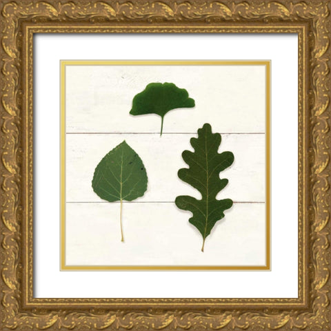 Leaf Chart III Shiplap Gold Ornate Wood Framed Art Print with Double Matting by Wild Apple Portfolio
