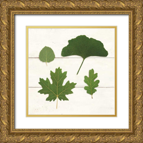 Leaf Chart V Shiplap Gold Ornate Wood Framed Art Print with Double Matting by Wild Apple Portfolio