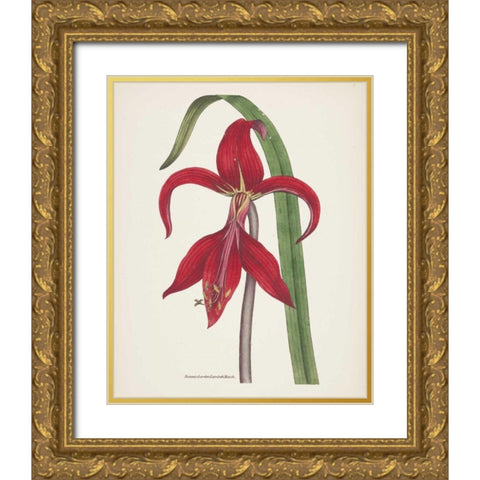 Antique Botanical XIV Cream Gold Ornate Wood Framed Art Print with Double Matting by Wild Apple Portfolio