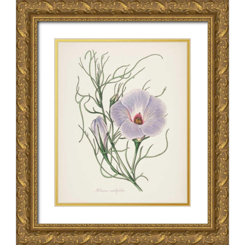 Antique Botanical XXX Cream Gold Ornate Wood Framed Art Print with Double Matting by Wild Apple Portfolio