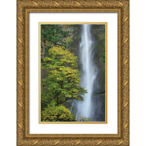 Multnomah Falls color Gold Ornate Wood Framed Art Print with Double Matting by Majchrowicz, Alan