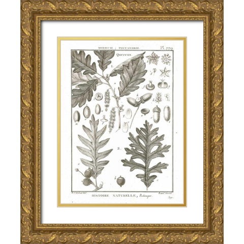 Histoire Naturelle Botanique I Light Gold Ornate Wood Framed Art Print with Double Matting by Wild Apple Portfolio