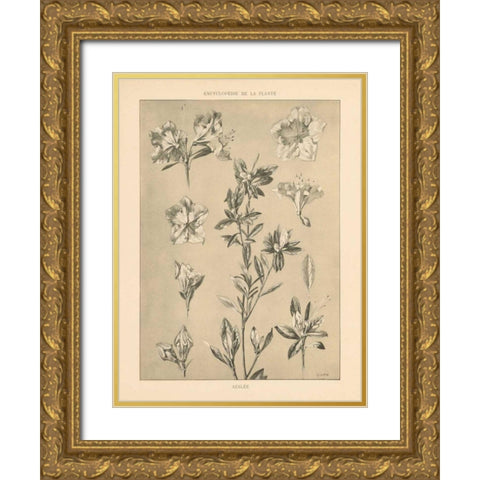 Lithograph Florals I Gold Ornate Wood Framed Art Print with Double Matting by Wild Apple Portfolio