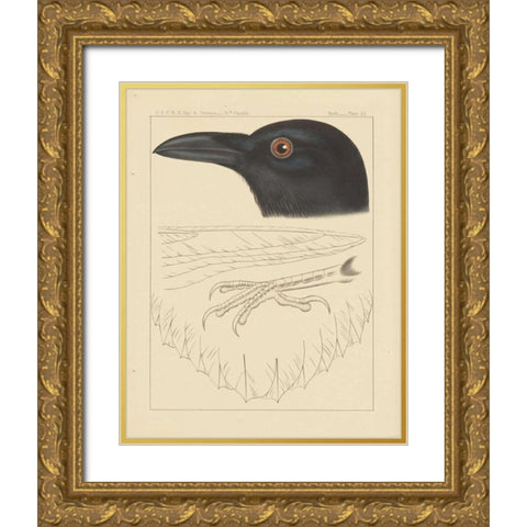 Bird Prints II Gold Ornate Wood Framed Art Print with Double Matting by Wild Apple Portfolio