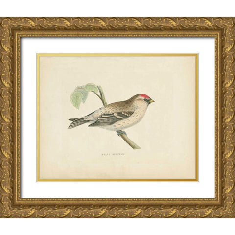 Mealy Redpole Print Gold Ornate Wood Framed Art Print with Double Matting by Wild Apple Portfolio