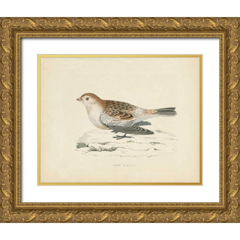 Snow Bunting Print Gold Ornate Wood Framed Art Print with Double Matting by Wild Apple Portfolio