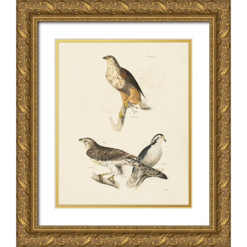 Birds of Prey II Gold Ornate Wood Framed Art Print with Double Matting by Wild Apple Portfolio