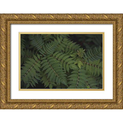 Leafy VI Gold Ornate Wood Framed Art Print with Double Matting by Urquhart, Elizabeth