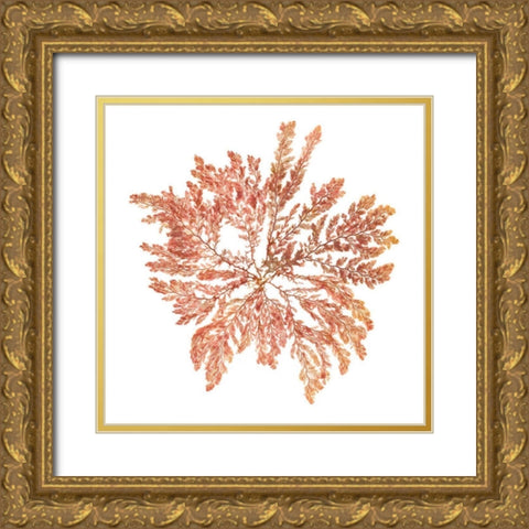 Pacific Sea Mosses IV White Sq Gold Ornate Wood Framed Art Print with Double Matting by Wild Apple Portfolio