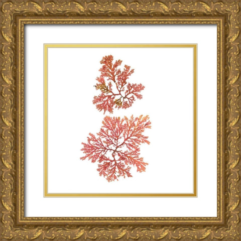 Pacific Sea Mosses VIII White Sq Gold Ornate Wood Framed Art Print with Double Matting by Wild Apple Portfolio