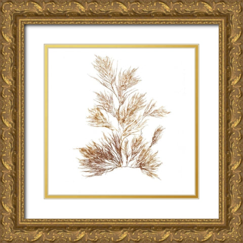 Pacific Sea Mosses X White Sq Gold Ornate Wood Framed Art Print with Double Matting by Wild Apple Portfolio