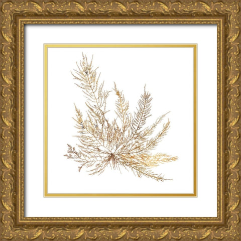 Pacific Sea Mosses XII White Sq Gold Ornate Wood Framed Art Print with Double Matting by Wild Apple Portfolio