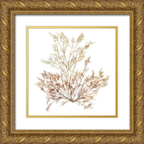 Pacific Sea Mosses XV White Sq Gold Ornate Wood Framed Art Print with Double Matting by Wild Apple Portfolio