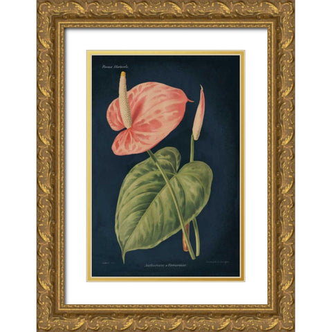 Anthurium Ferrierense Dark Blue Gold Ornate Wood Framed Art Print with Double Matting by Wild Apple Portfolio