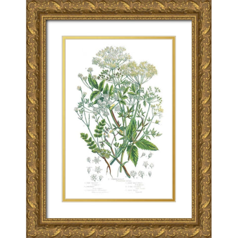 Flowering Plants I Gold Ornate Wood Framed Art Print with Double Matting by Wild Apple Portfolio