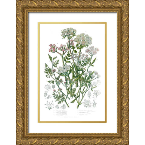 Flowering Plants IV Gold Ornate Wood Framed Art Print with Double Matting by Wild Apple Portfolio