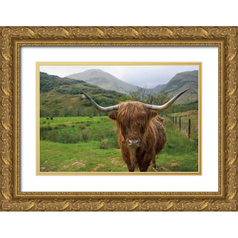 Scottish Highland Cattle III Gold Ornate Wood Framed Art Print with Double Matting by Majchrowicz, Alan
