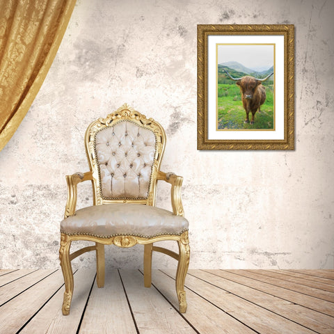 Scottish Highland Cattle VI Gold Ornate Wood Framed Art Print with Double Matting by Majchrowicz, Alan