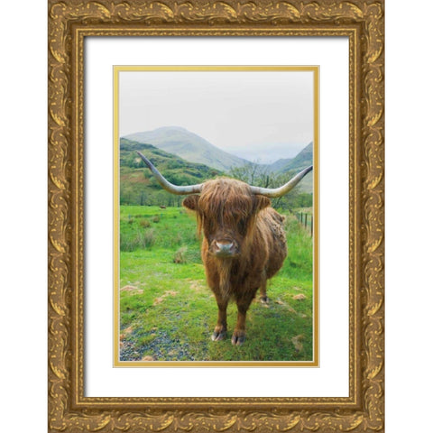 Scottish Highland Cattle VI Gold Ornate Wood Framed Art Print with Double Matting by Majchrowicz, Alan