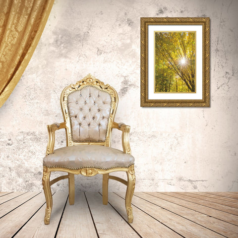 Autumn Foliage Sunburst I Gold Ornate Wood Framed Art Print with Double Matting by Majchrowicz, Alan