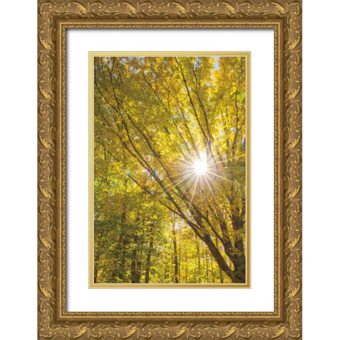 Autumn Foliage Sunburst I Gold Ornate Wood Framed Art Print with Double Matting by Majchrowicz, Alan